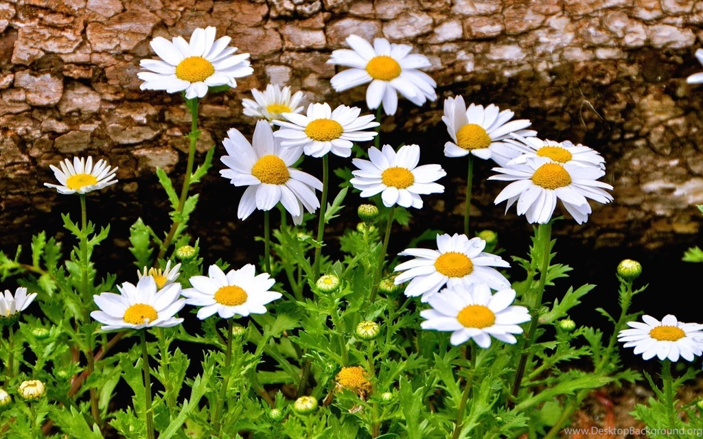 Daisies Daisy Flowers Flowers Wallpapers