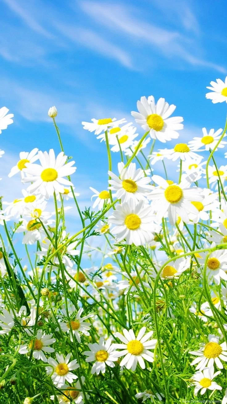 Download Daisy Flowers iPhone 6 Wallpapers