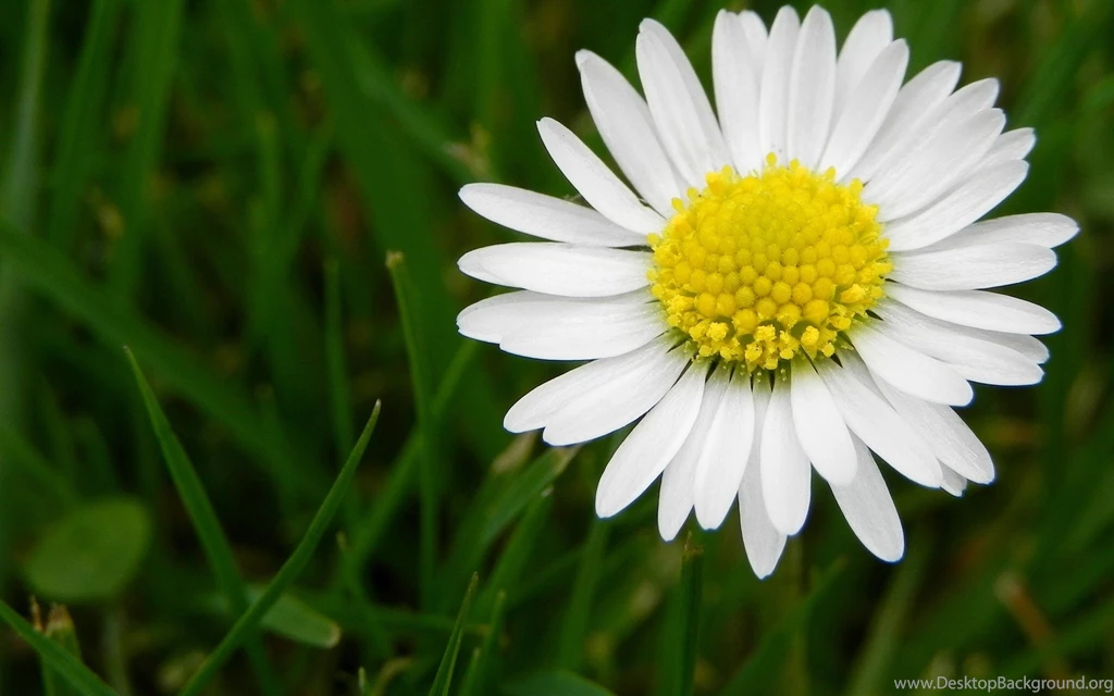 Daisy Flower Wallpapers 3130 1920x1200 UMad.com