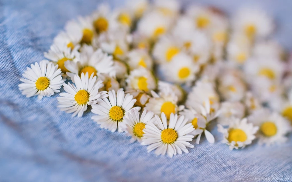 White Gerbera Daisy Flower Photography HD Pictures & Wallpapers ...