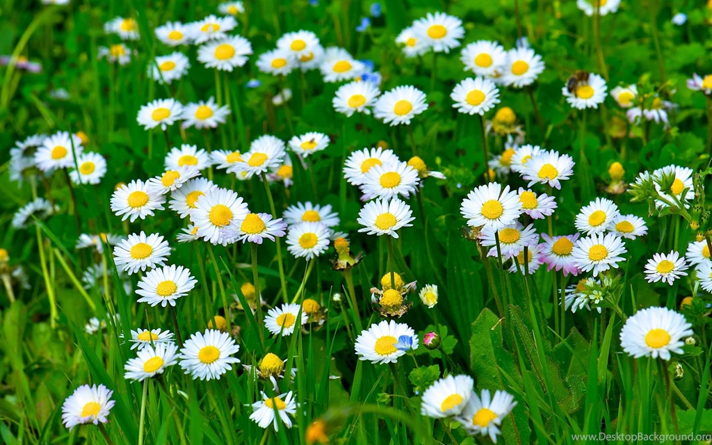 White Daisy Flowers, Grass, Leaves, Green Wallpaper,White HD ...
