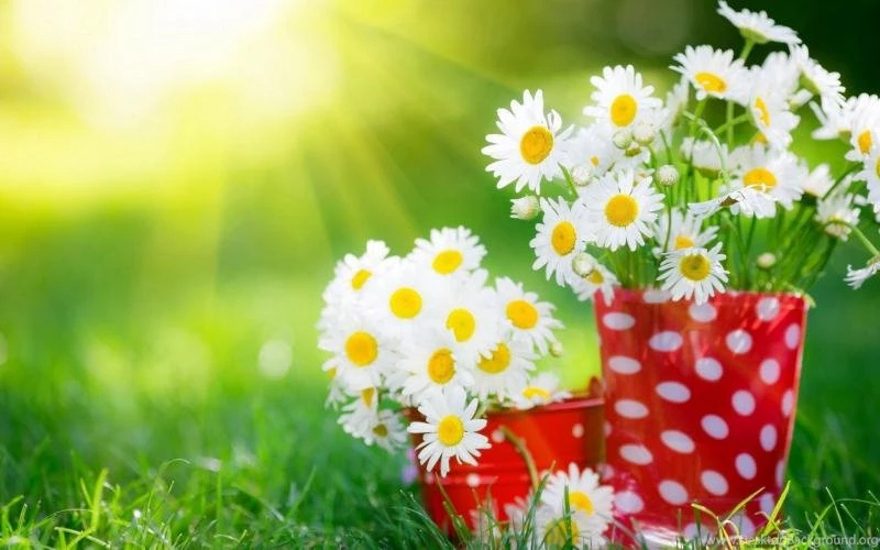 White Daisy Flower, Cup, Grass, Summer, Sunlight Wallpaper,White ...