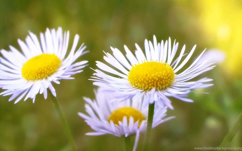 Daisy Flower Wallpapers 2
