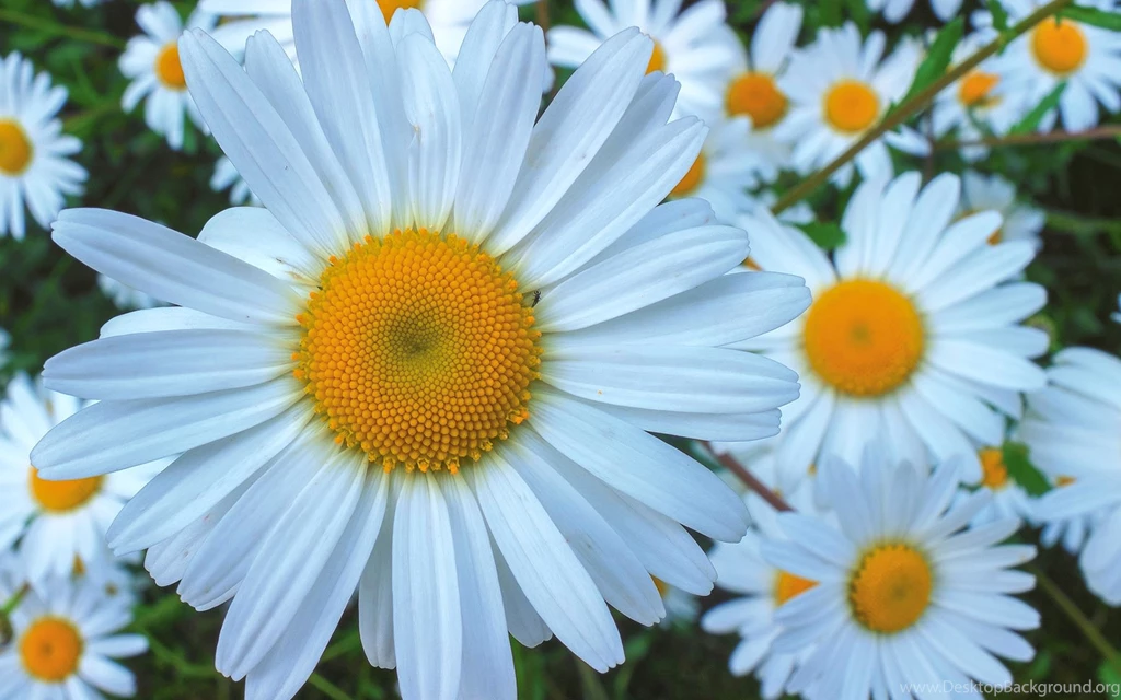 White, Daisy, Flowers, Flower Wallpapers, Nature Images, Plants ...