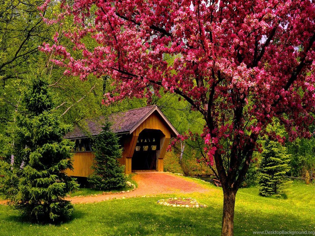Spring Forest Desktop Wallpapers