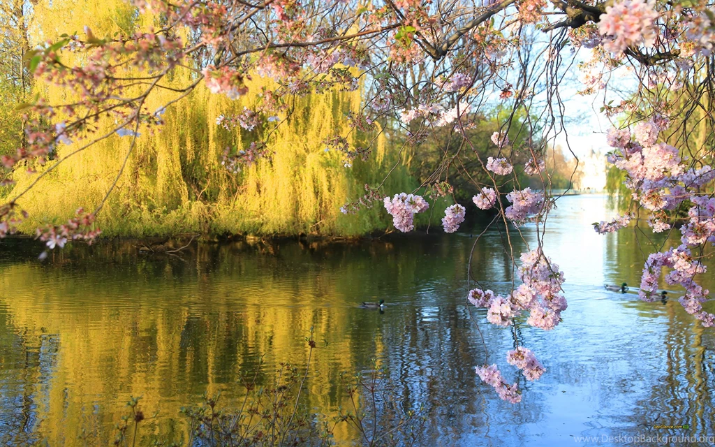 Cherry Blossoms Spring Wallpapers