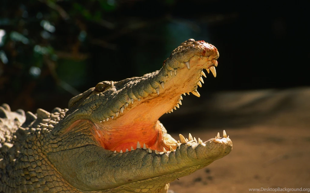 Alligator Wallpapers