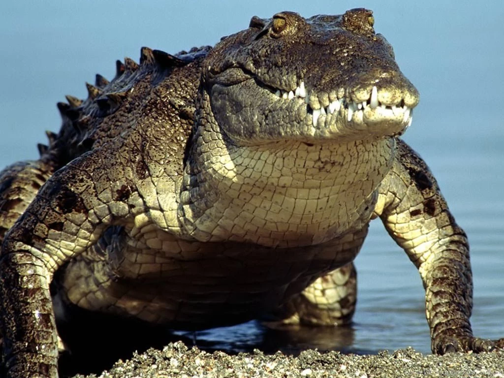 Alligator Wallpapers
