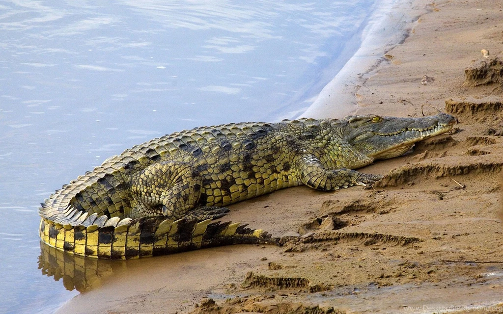 American Salt Water Alligator Wallpapers