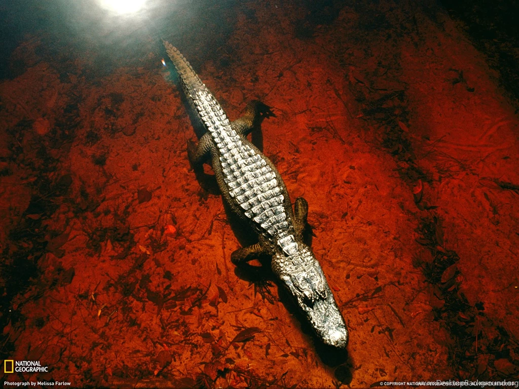 Alligator Picture Animal Wallpapers National Geographic Photo ...
