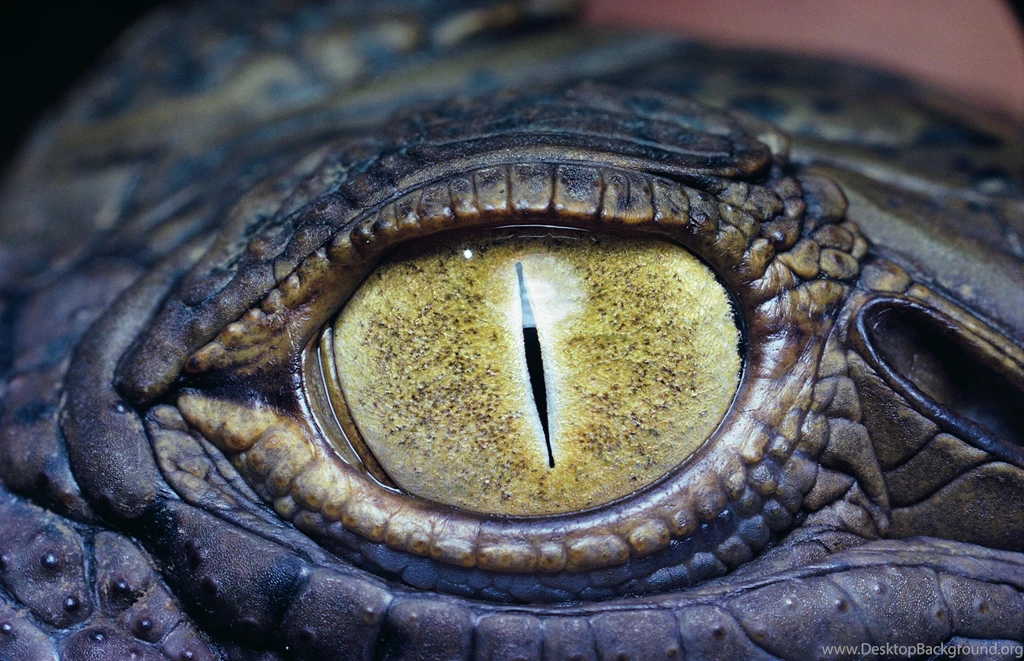 1400x916px Alligator