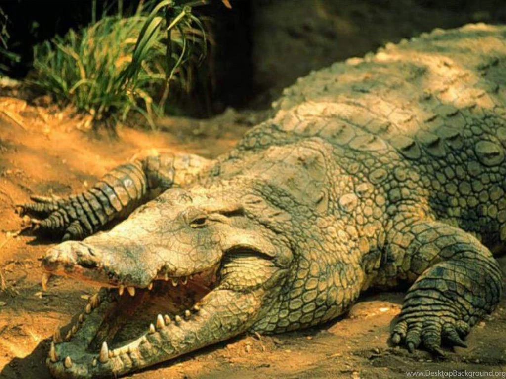 Animals Wallpapers