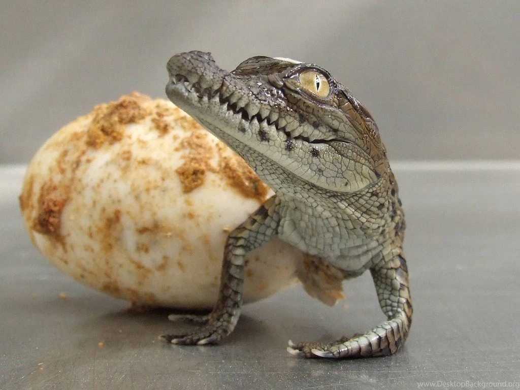 Baby Alligator Wallpaper.