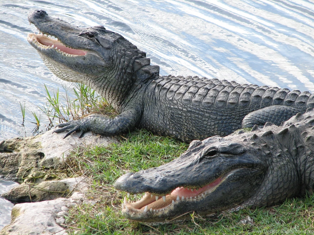 18+ Best HD Alligator Wallpapers