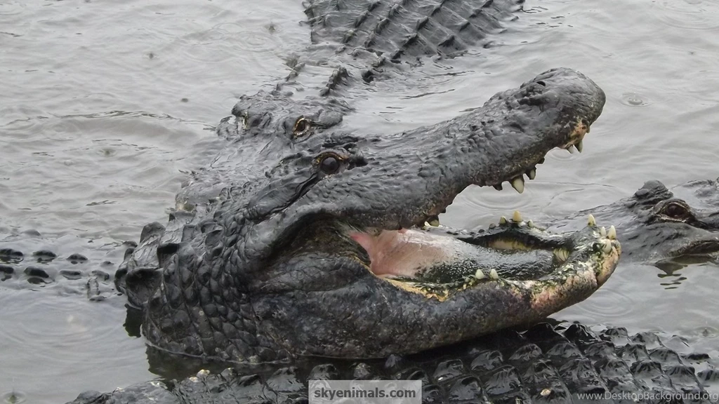 Free Alligators And Crocs Wallpaper Images
