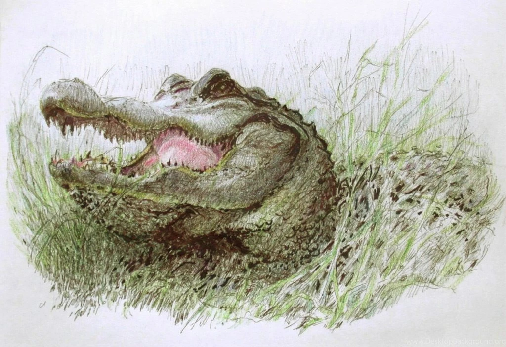 Alligator Drawing, Alligator Drawing Wallpaper, Alligator Drawing ...