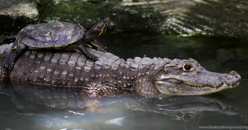 Animal Alligator HD Photos