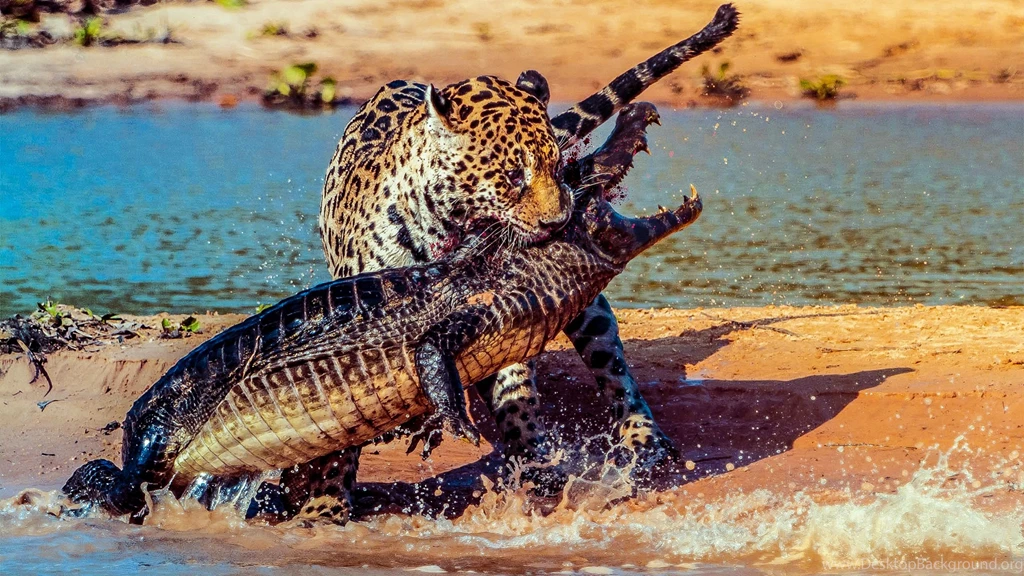 Cat Vs Gator With Blood : Wallpapers