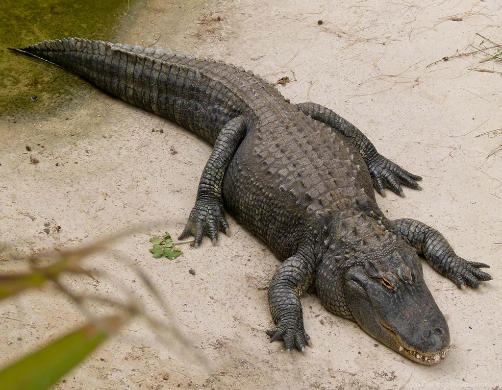 Animal Alligator In Park Hd Wallpapers Free Hd Wallpapers