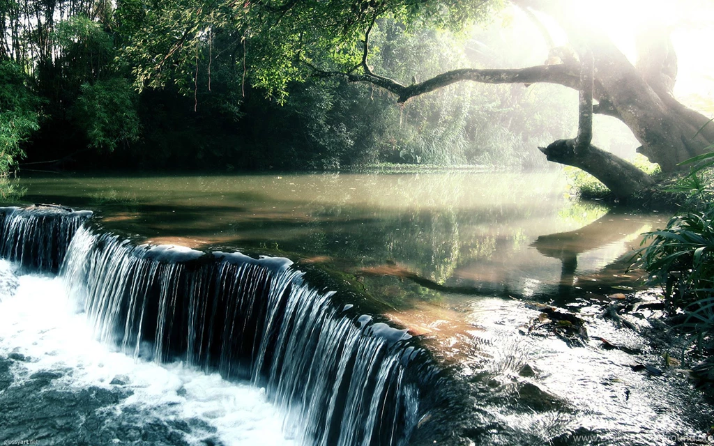 Rainforest Wallpapers