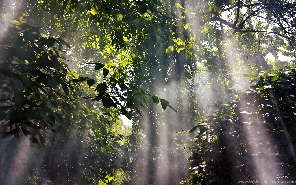 Rainforest Wallpapers