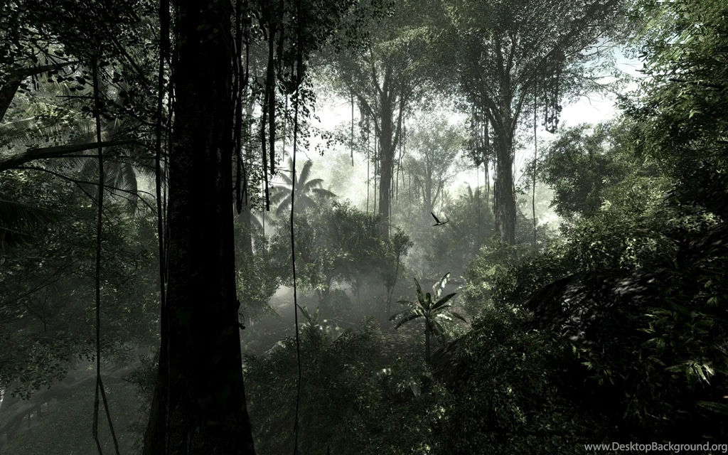 Jungle Rainforest Wallpapers