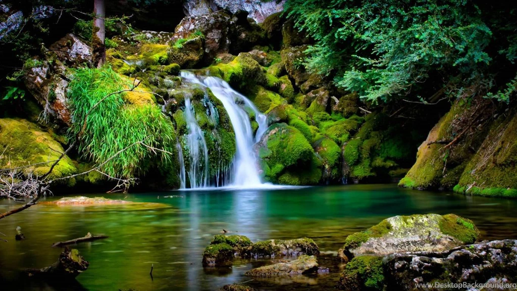 Amazon Rainforest Map Wallpaper.