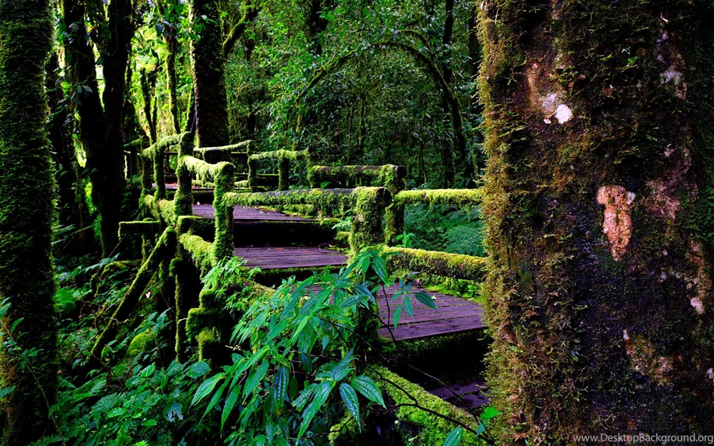 Rainforest Images Wallpapers