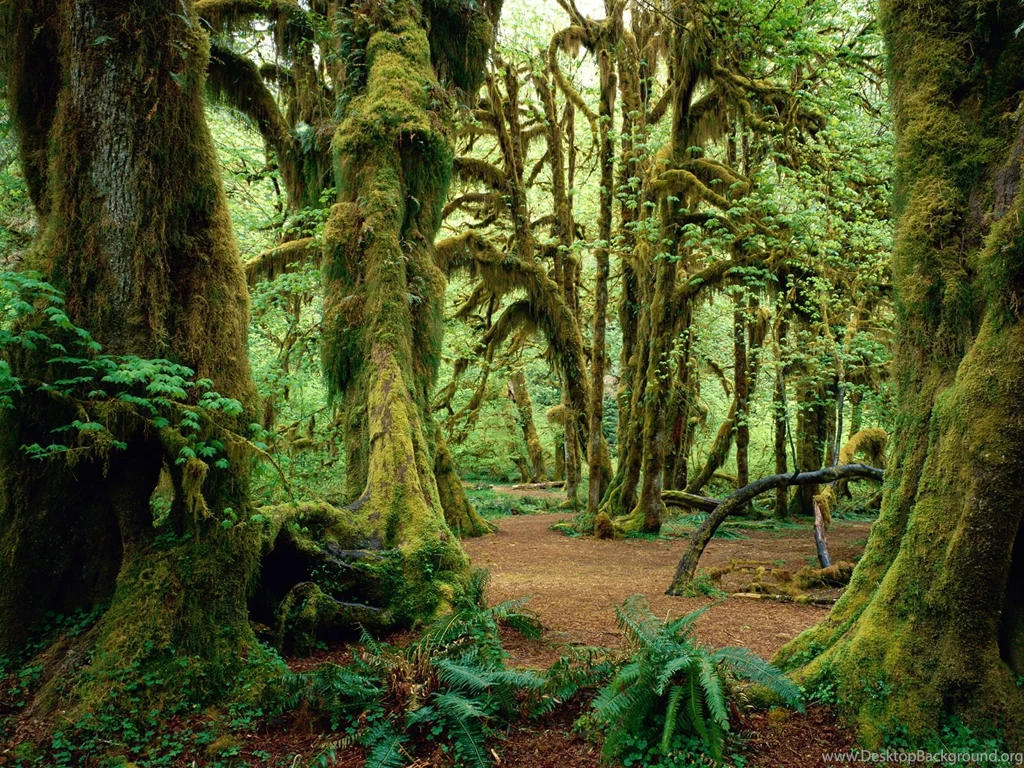 Download Backgrounds RainForest Free Cool Backgrounds And ...