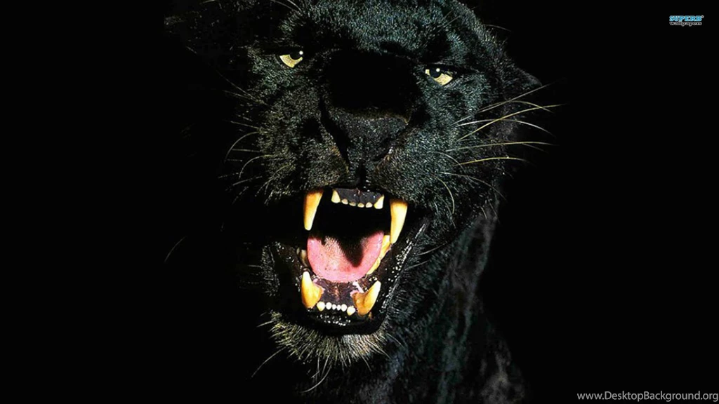 93 Black Panther HD Wallpapers