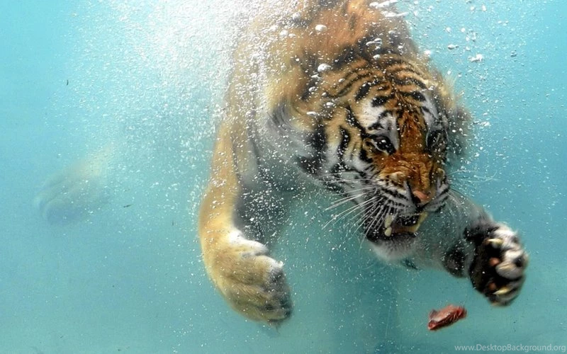 Cityscapes,jungle Cityscapes Jungle Animals Tigers Biomechanical ...