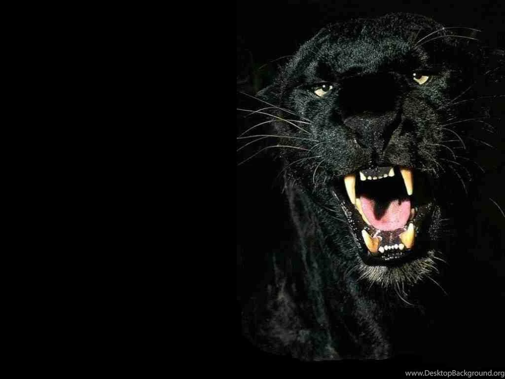 Big Cat Species Facing Extinction