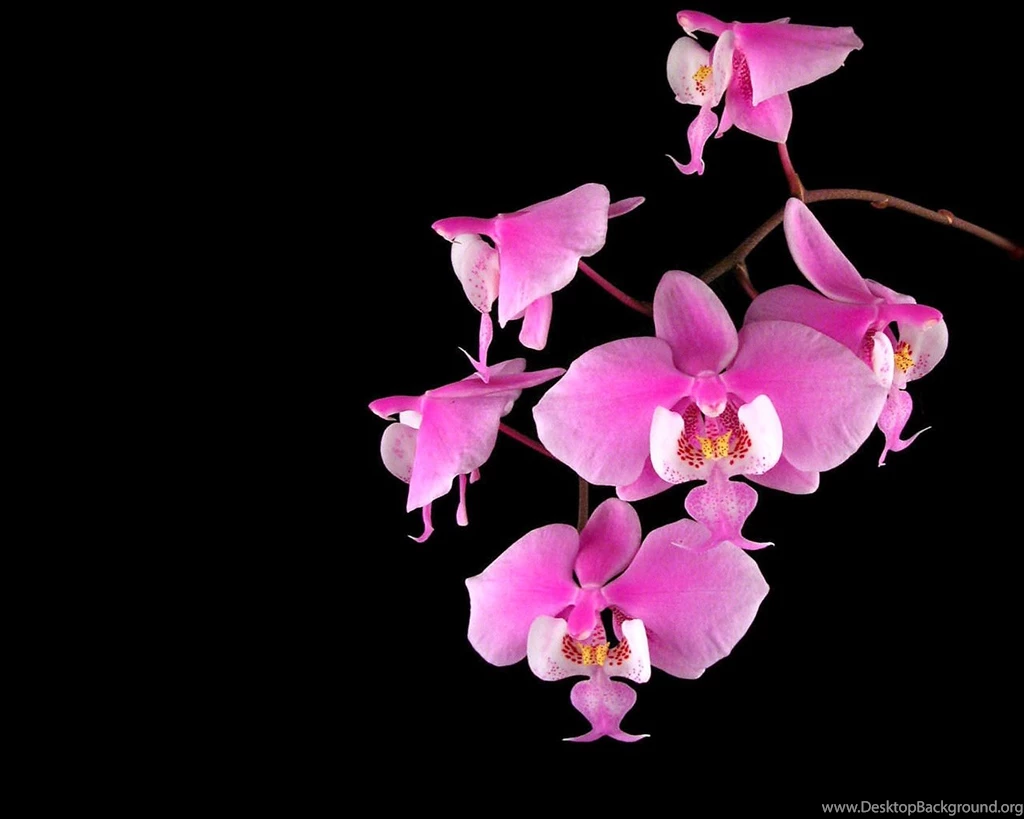 Hot Pink And Black Flower Backgrounds