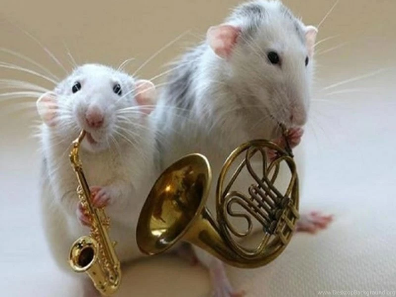 Funny Wallpapers Free Download