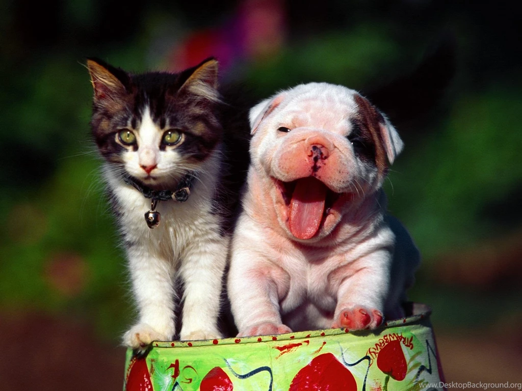 Free Funny Wallpapers
