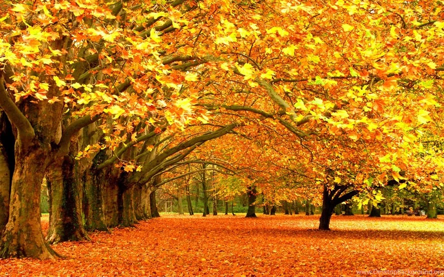 Fall Images Dr. Odd