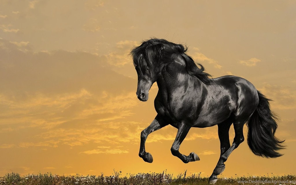 Top HD Black Stallion Wallpapers