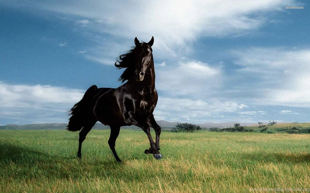 Top HD Black Stallion Wallpapers