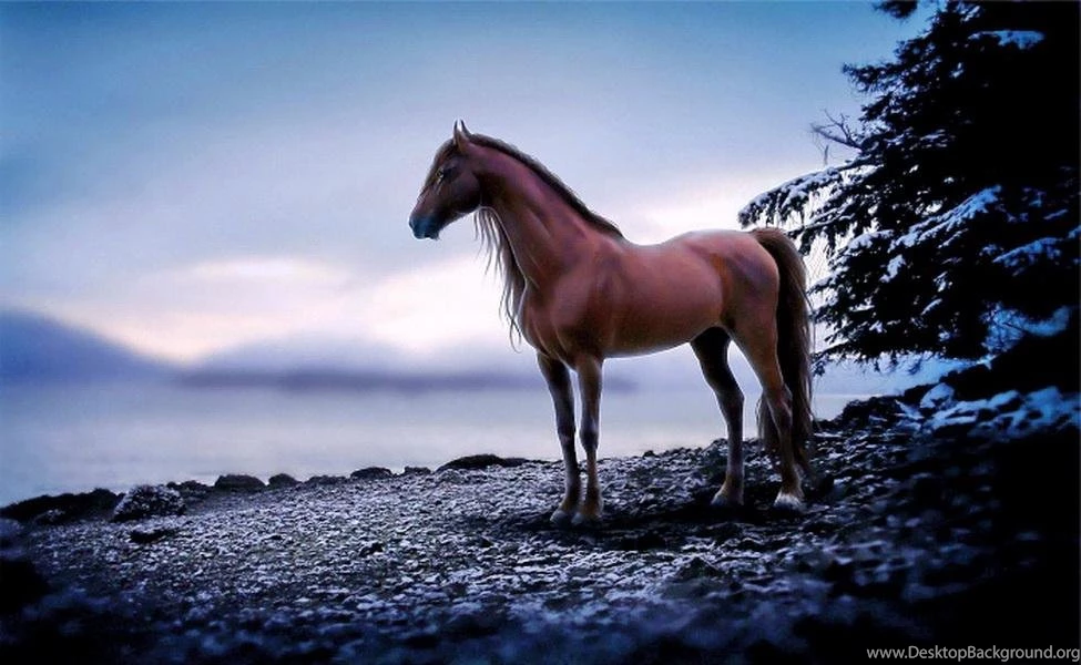 LONE STALLION WALLPAPER   (