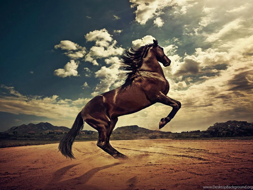 Wallpapers Stallion Horse 1920 X 1440 Animals Pets Puppies ...