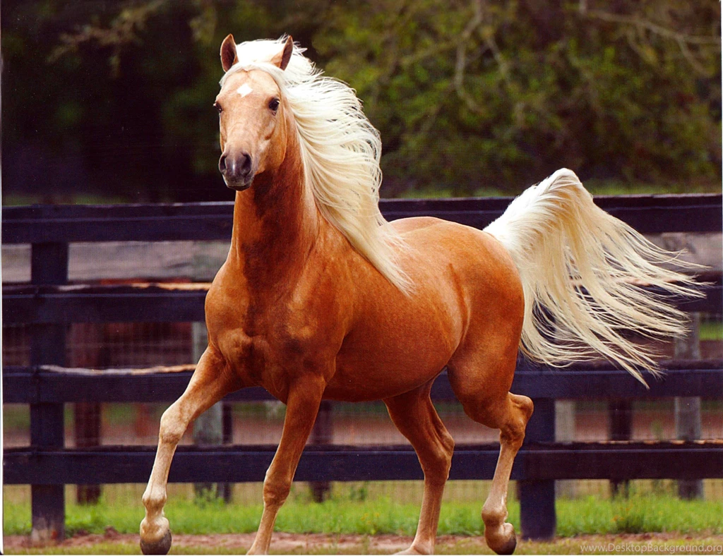 GOLDEN ARABIAN STALLION WALLPAPER (