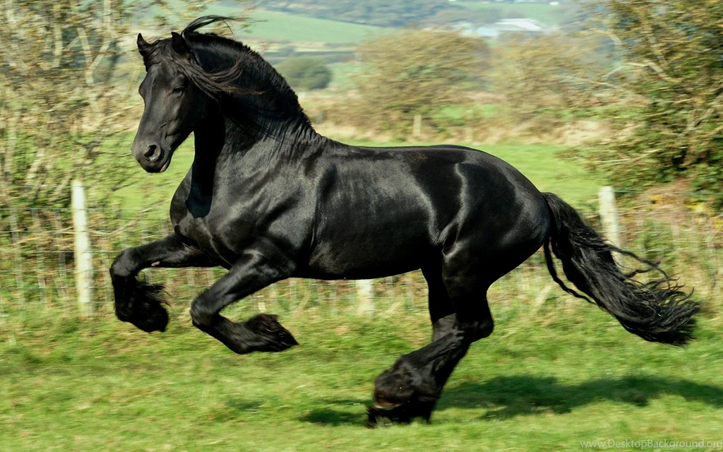 Top HD Black Stallion Wallpapers
