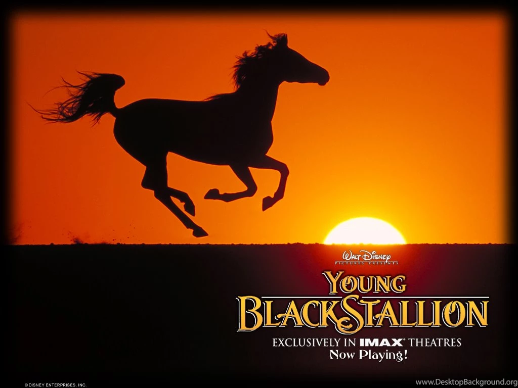 Young Black Stallion Wallpapers