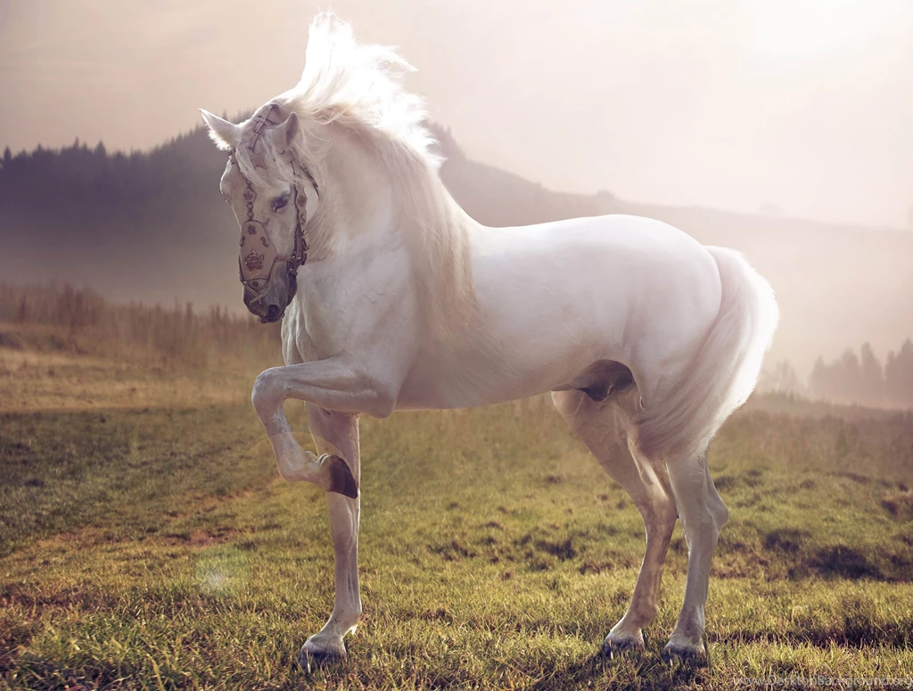 White Stallion Horse Wallpapers