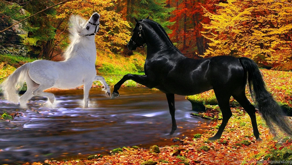Horses Black Playfulness Couple River White Two Autumn Stallion ...