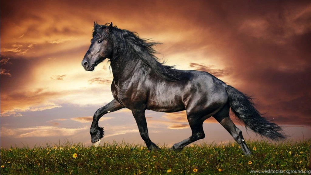 Arabian Stallion   (
