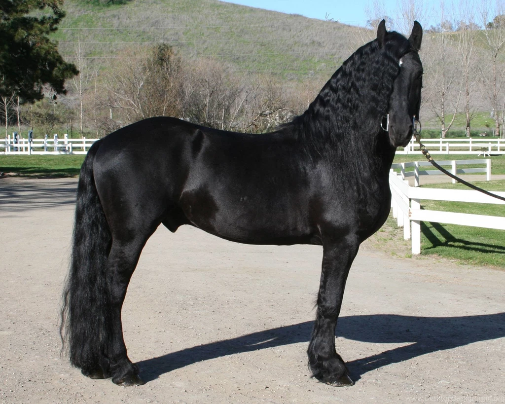 Beautiful Friesian Stallion Horse Hd Wallpapers