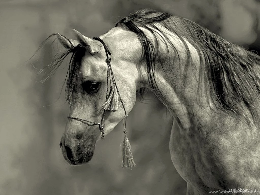 Grey Arabian Stallion Wallpapers