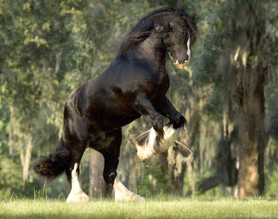 Horses: Black Horse Animal Cavalo Stallion Wallpapers HD For HD 16 ...