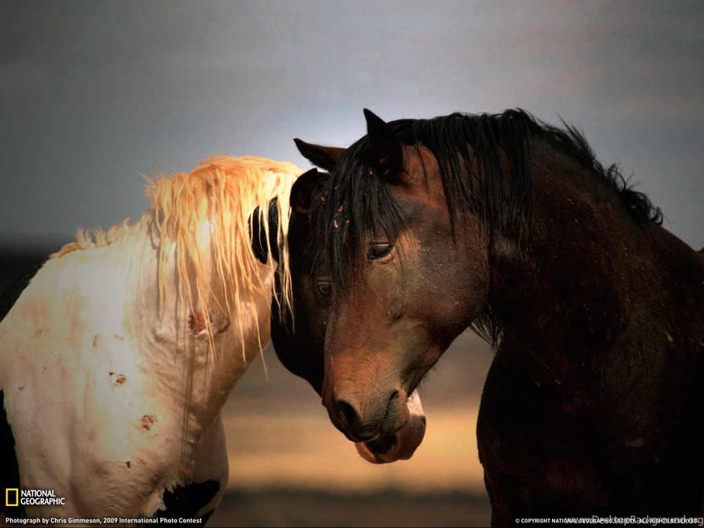 Wild Stallions Photo, Wyoming Wallpapers   National Geographic ...